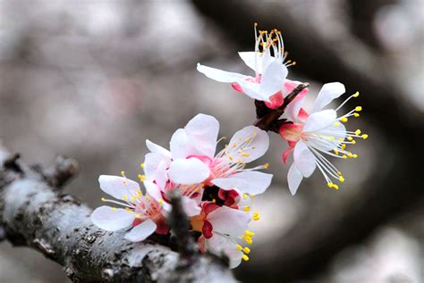 杏花種植